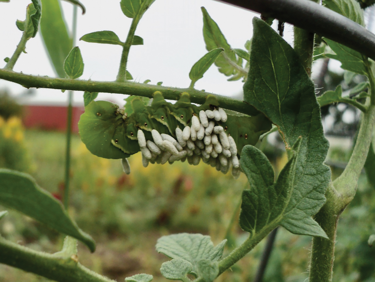 Farmscaping for Native Plants That Attract Predatory Insects Grit